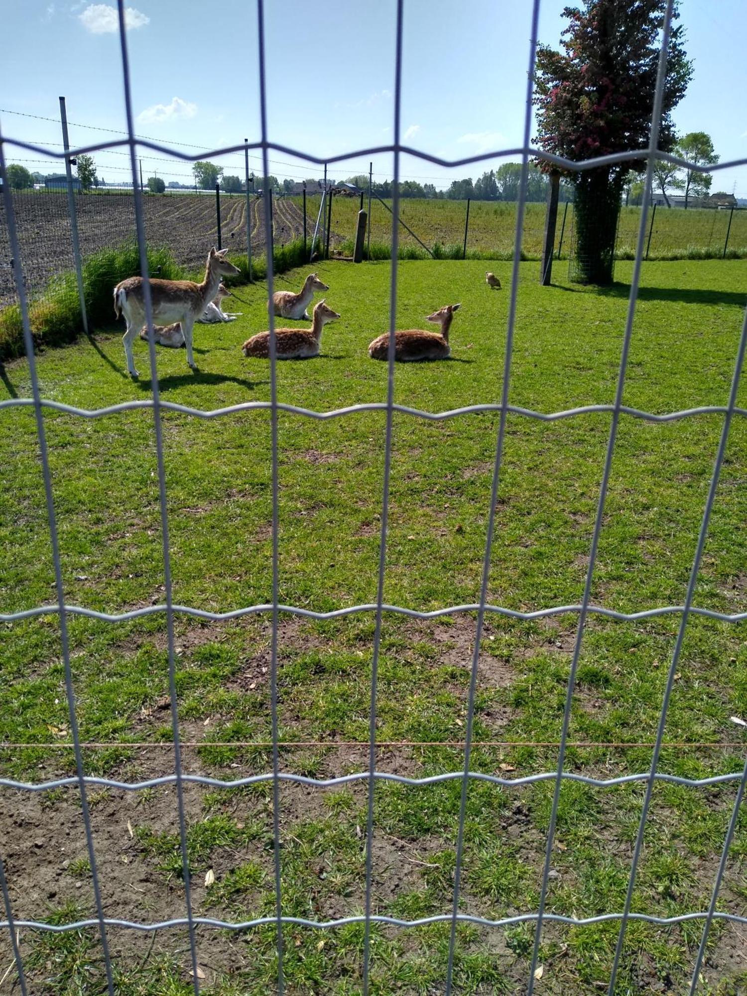 Pensjonat De Lekkermond Diksmuide Zewnętrze zdjęcie